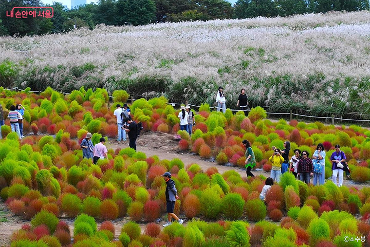불그스레 물드는 댑싸리밭도 사진 찍기 좋은 장소이다. ©조수봉