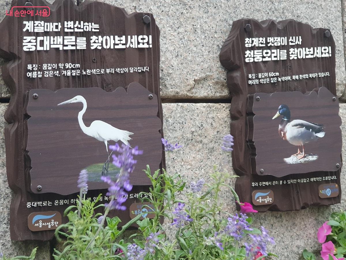 342종에 불과하던 생물이 666종으로 늘어나는 생태 회복을 보여주었다. ©엄윤주