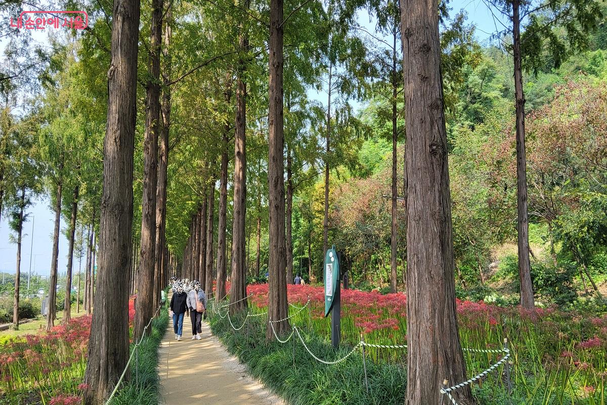 시와 꽃무릇이 어우러진 메타세쿼이아길을 걷는 시민들 ©권수진