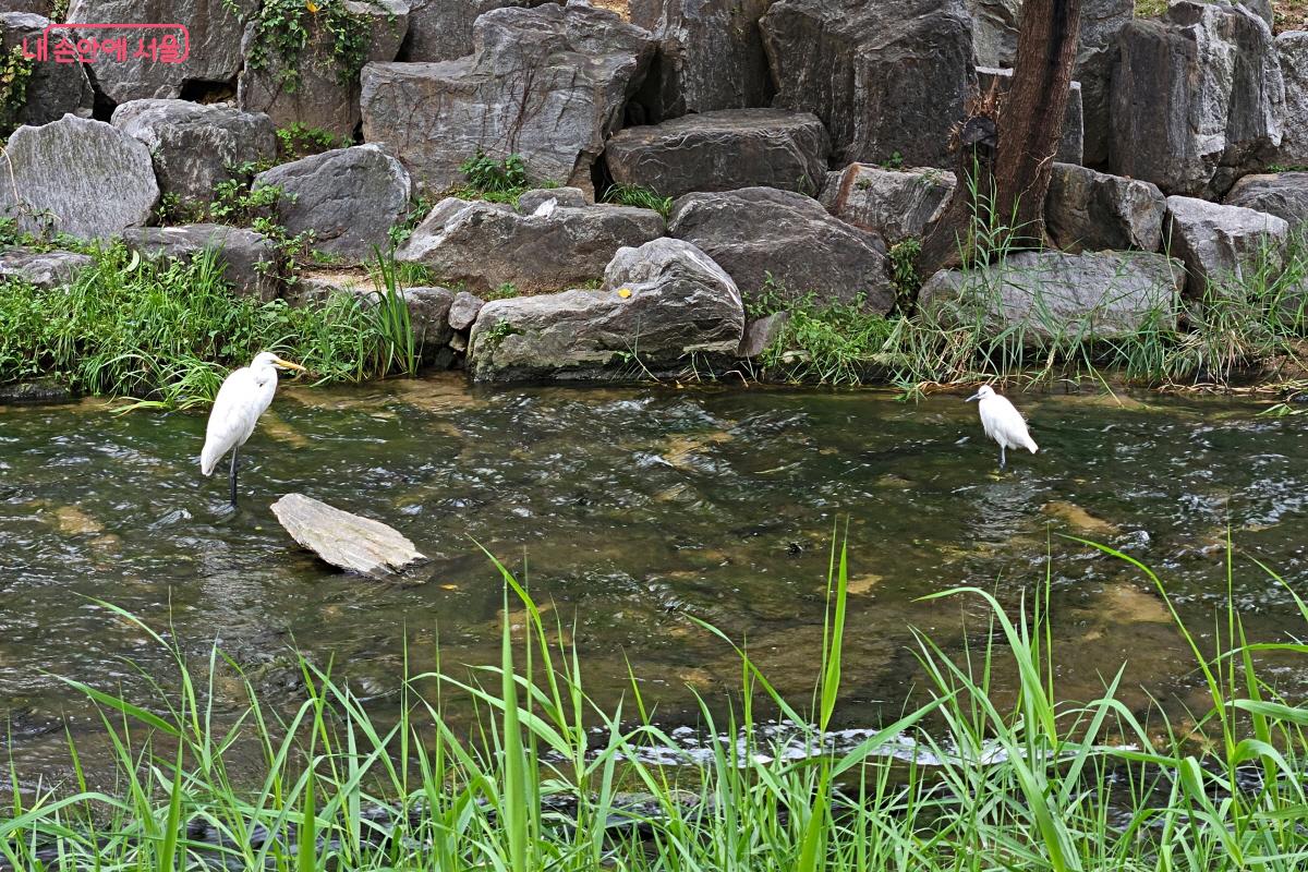 중대백로와 쇠백로를 같이 볼 수 있었다. ©이선미