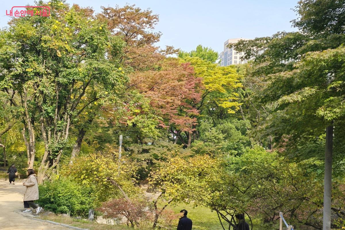 덕수궁의 가을 단풍도 멋지게 물들어가고 있다. ©김은주