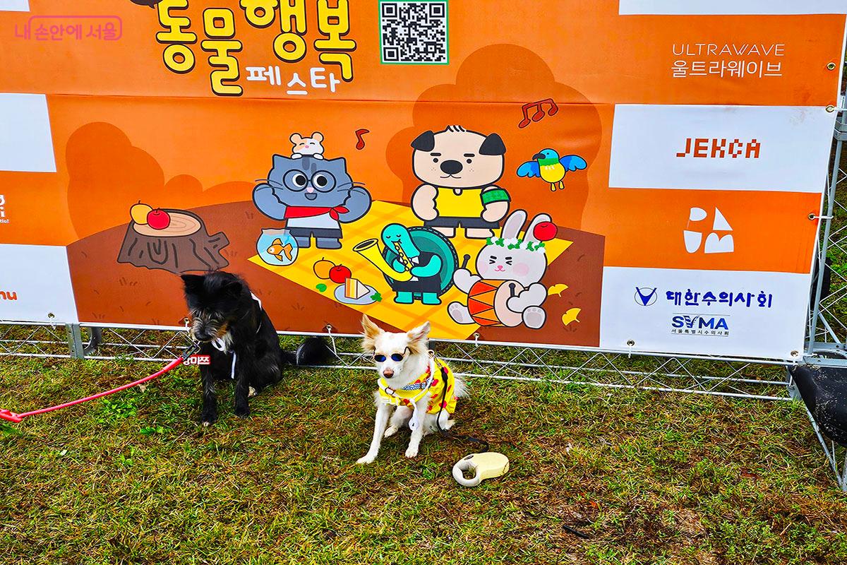 동행런 완주 후 인증샷을 찍는 댕댕이들 &copy;이정민