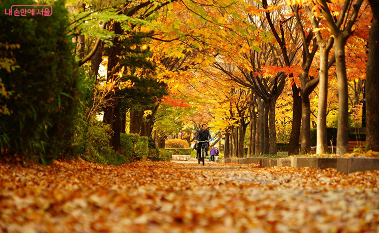 양천구 목동9단지 사잇길
