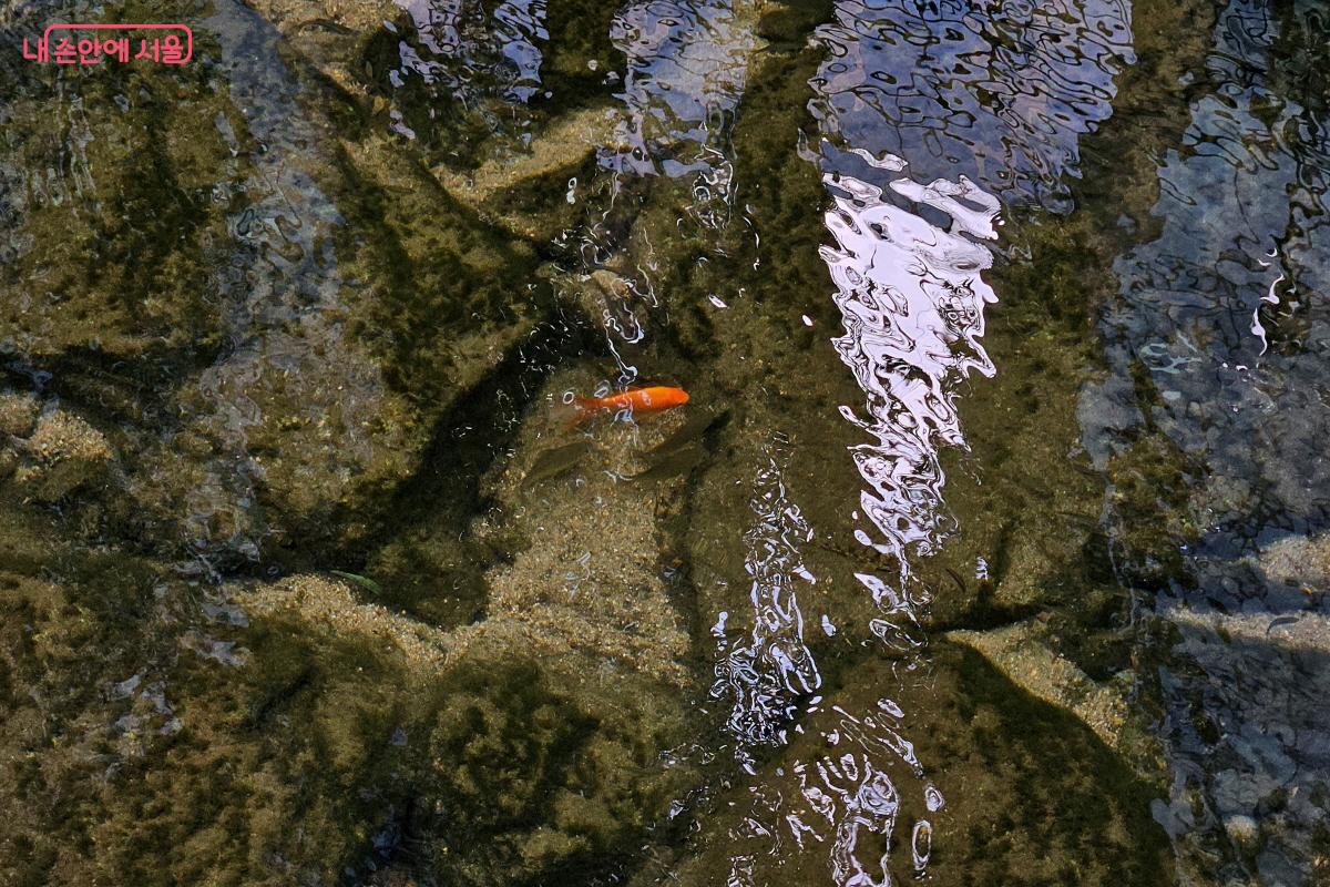 청계천에 누군가 방생한 금붕어가 있었다. 어류, 거북이 등을 무단 방생하지 말아야 한다. ©이선미