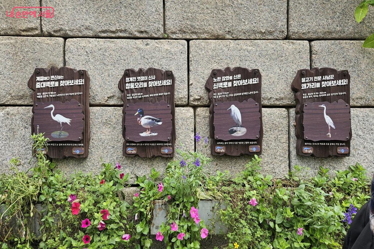 청계천에서 만날 수 있는 대표적인 조류들이 안내돼 있다. ©이선미