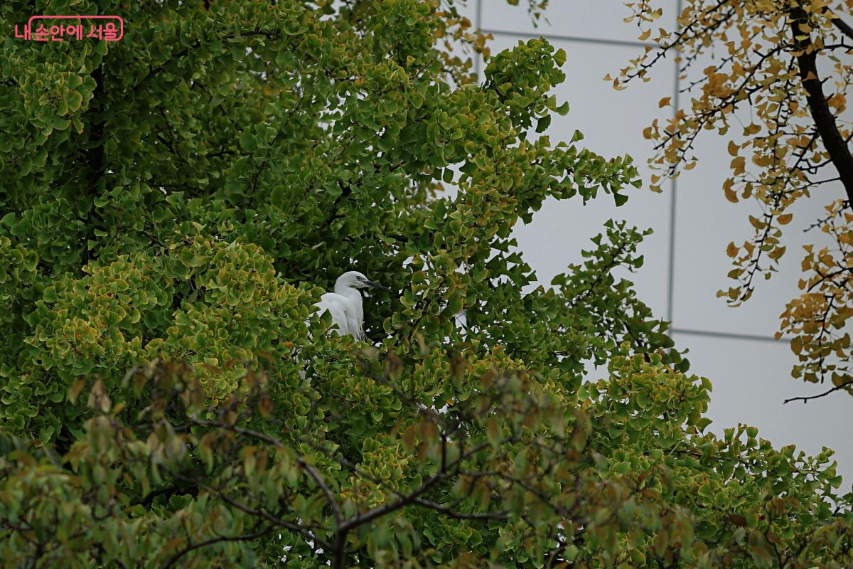 청계천 너머 나무에 쇠백로가 자리 잡고 있다. ©이선미