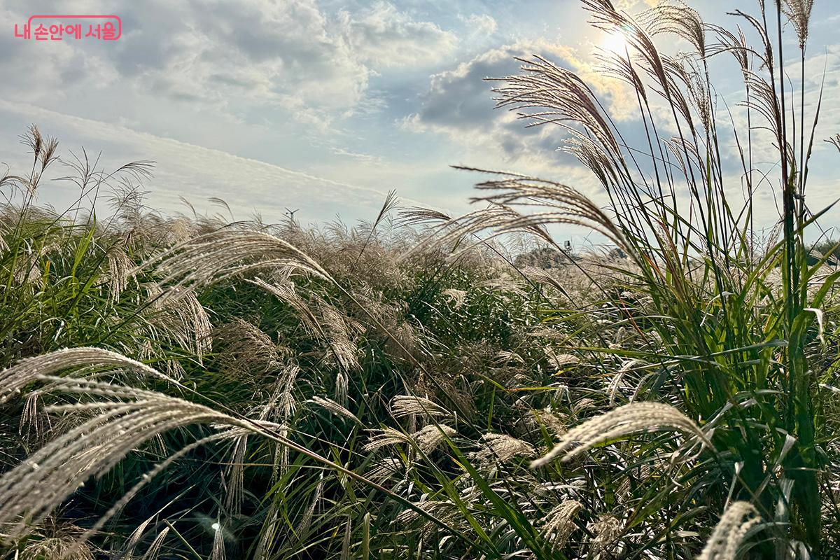 은빛 억새가 만들어낸 가을 풍경의 절정 ©김미정