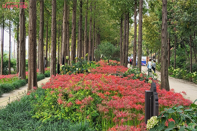 브로콜리 지역정보 관련 사진 10