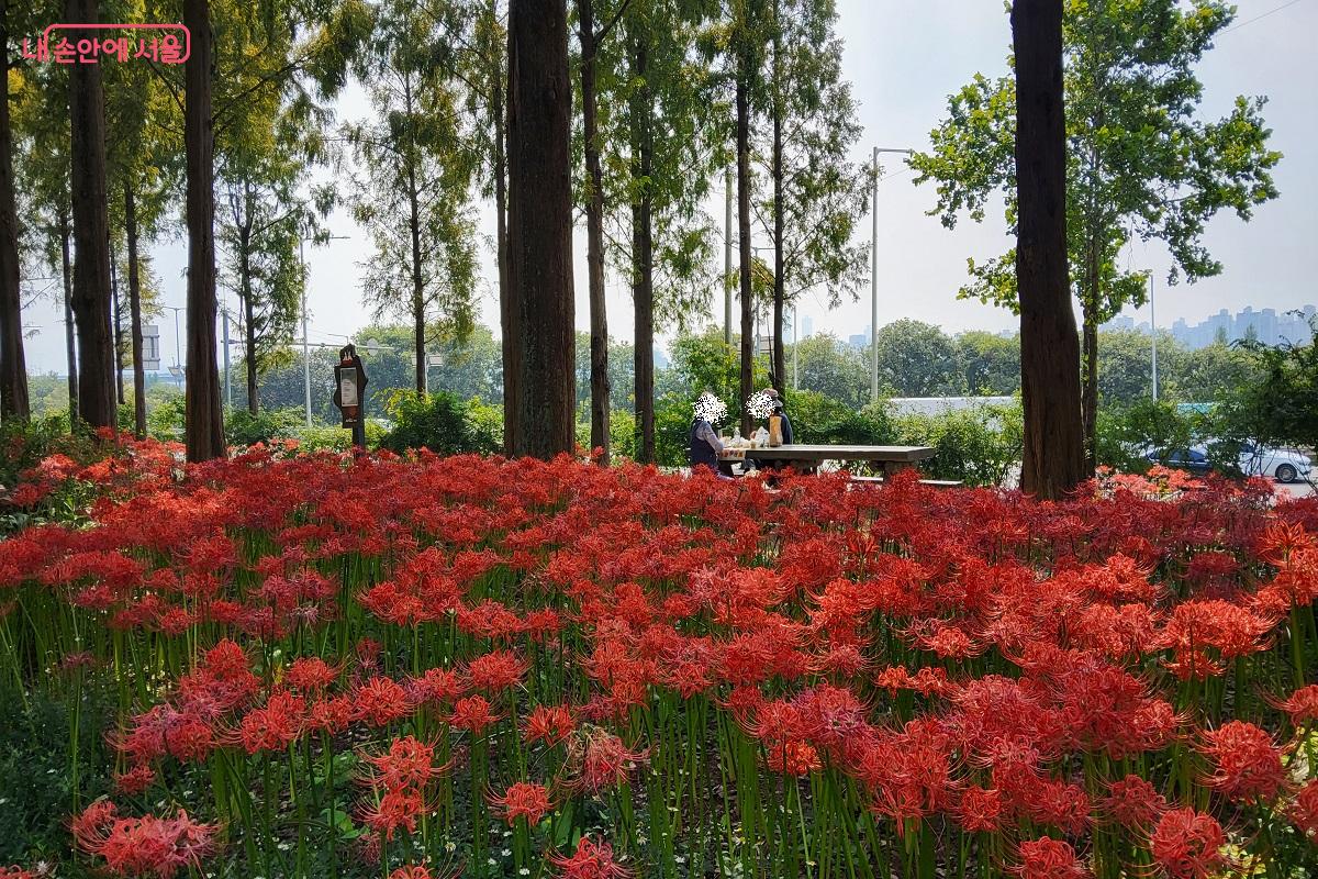 메타세쿼이아길에 조성된 나무 테이블에서 휴식을 취하는 나들이객 ©권수진