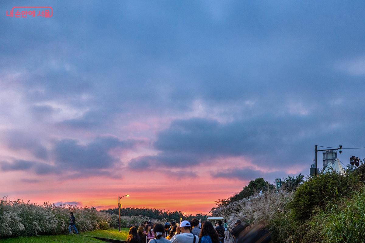 억새밭 위로 번지는 석양빛ⓒ장신자