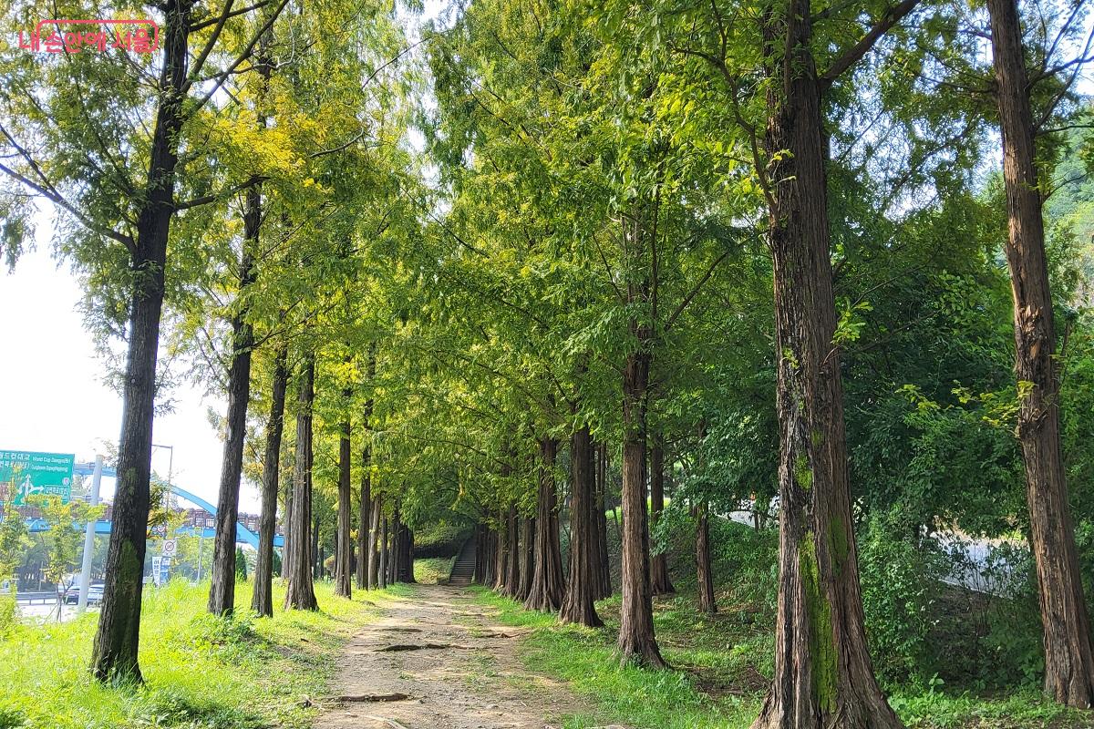 메타세쿼이아가 반겨주는 길이 시작된다. ©권수진