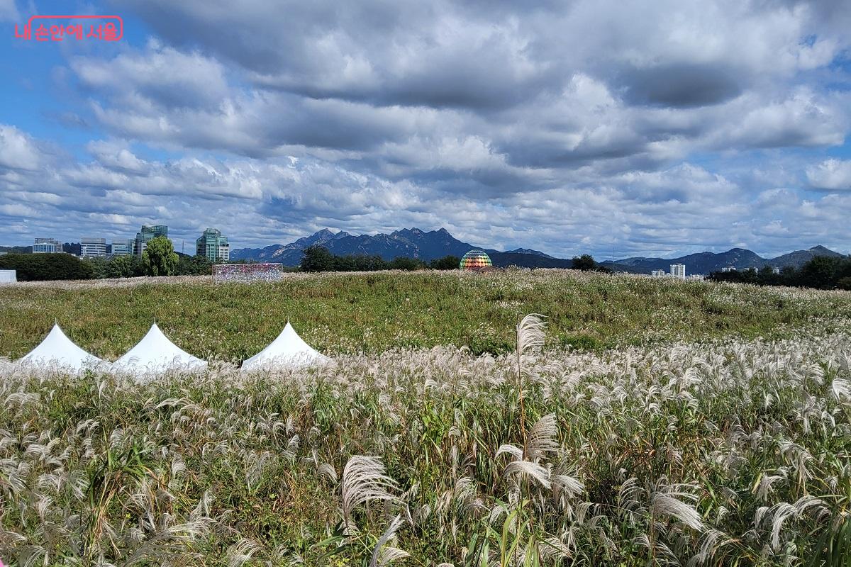 은빛 억새 물결이 출렁이는 하늘공원 억새축제장 ©권수진
