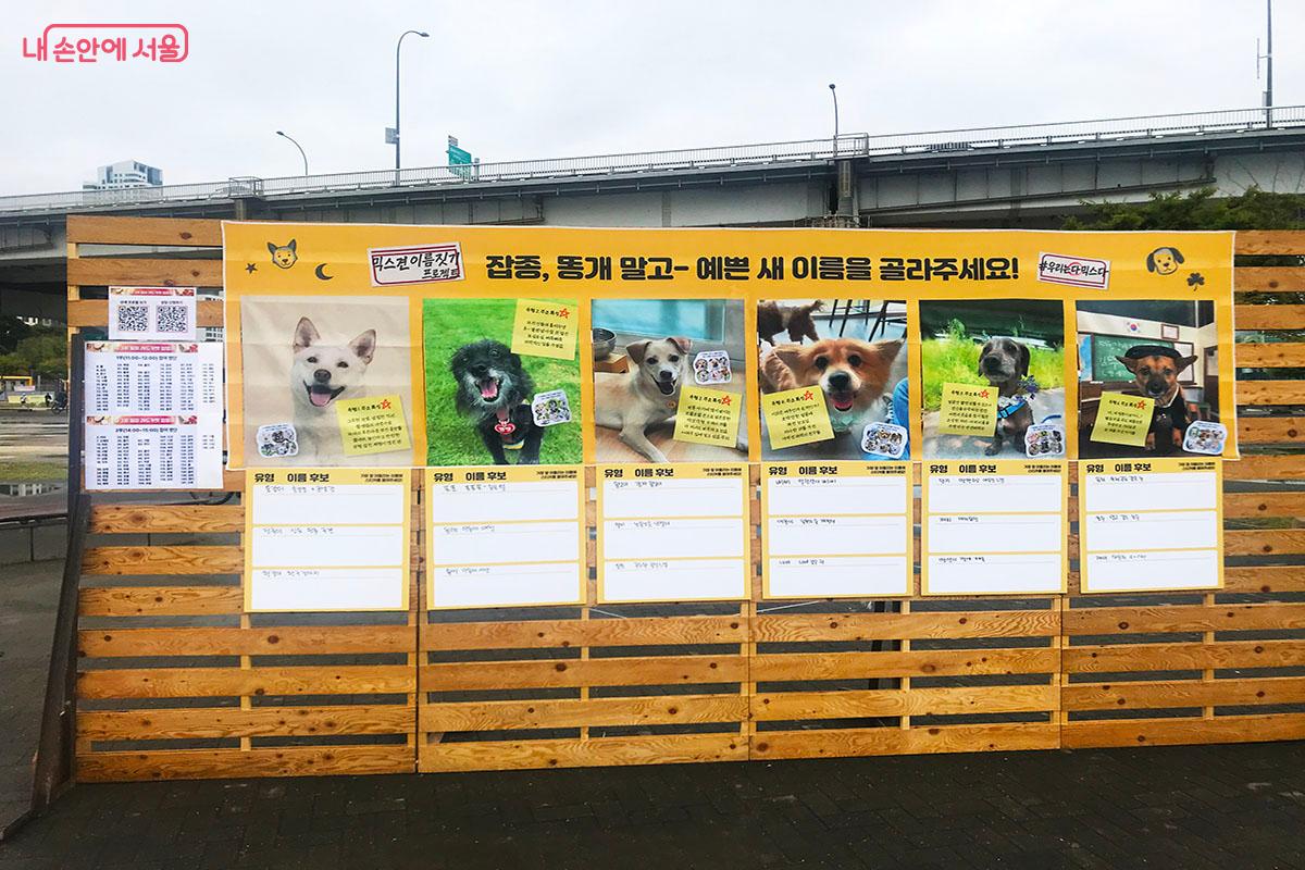 입양을 기다리는 유기견의 새로운 이름을 골라주는 투표 &copy;이정민
