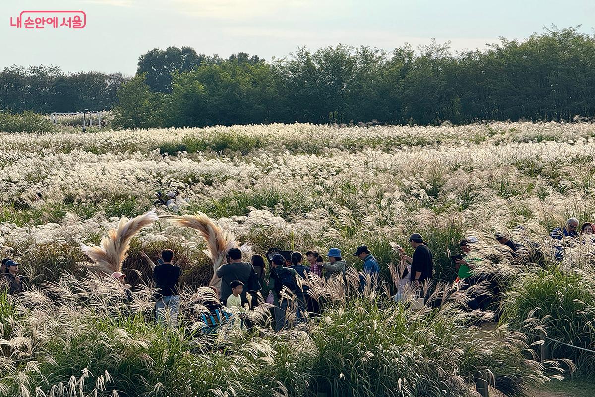 억새밭 사이로 16개의 포토존이 있어 추억을 남기기 좋다. ©김미정