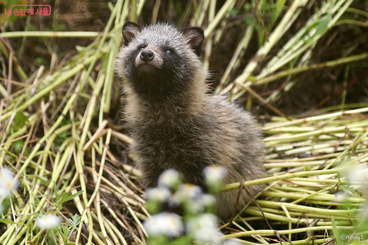 국내 한 공원 인근에 둥지를 튼 야생 너구리