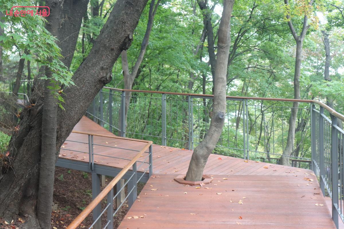 나무를 구조물로 보호한 세심한 배려가 돋보인다. ©조송연