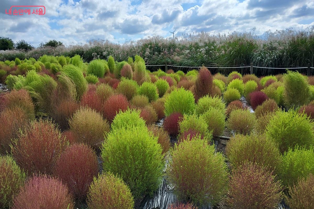 멋지게 물들어가는 댑싸리에도 사람들의 관심이 모이고 있다. ©권수진