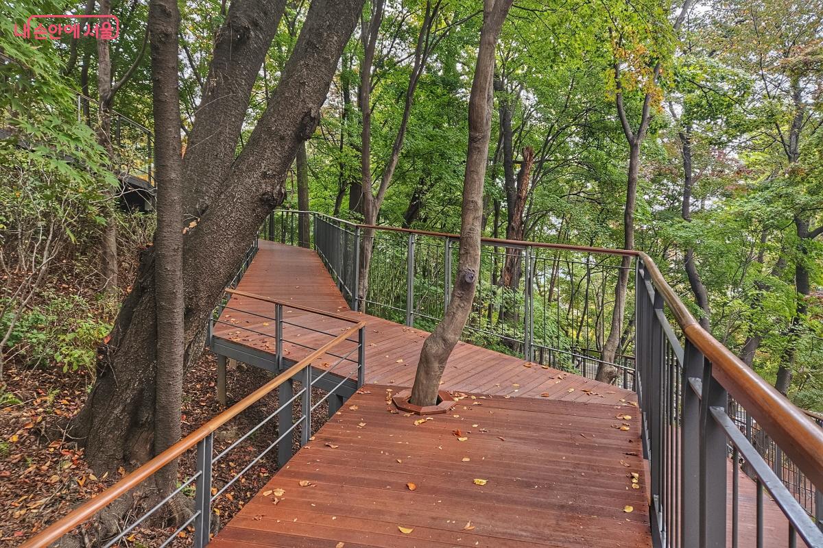 나무를 베지 않고 구조물로 보호하며 데크길을 만들었다. ©이선미