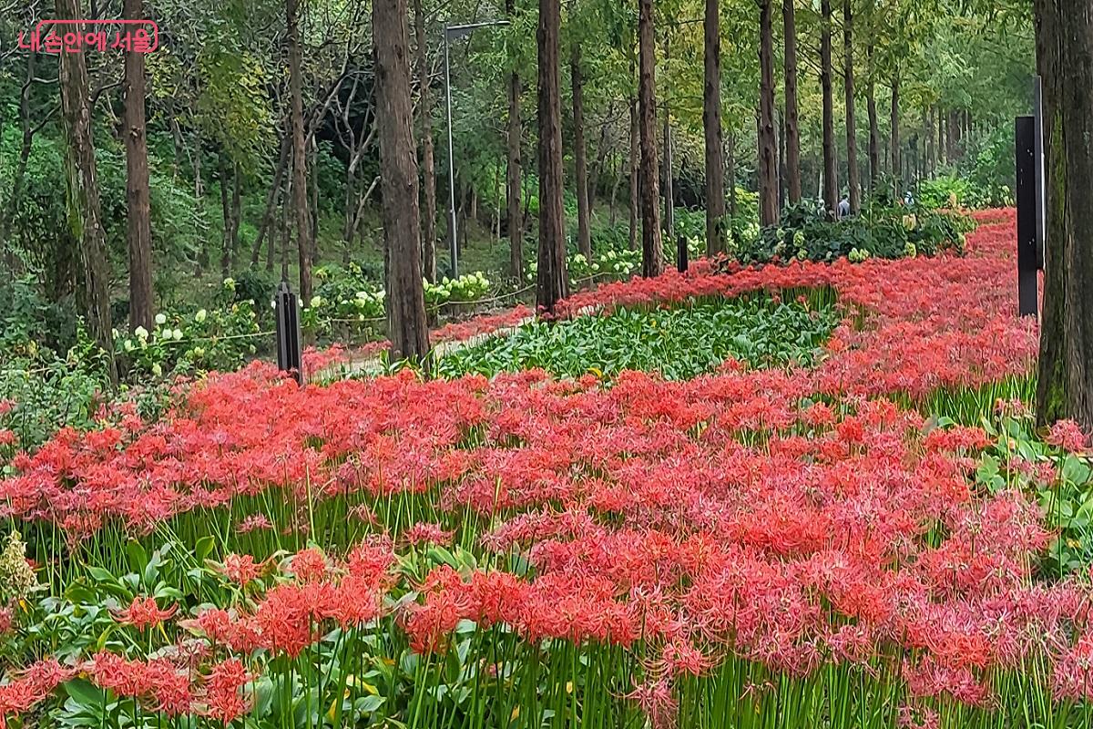 가을 햇살과 어우러진 꽃무릇 ©권수진