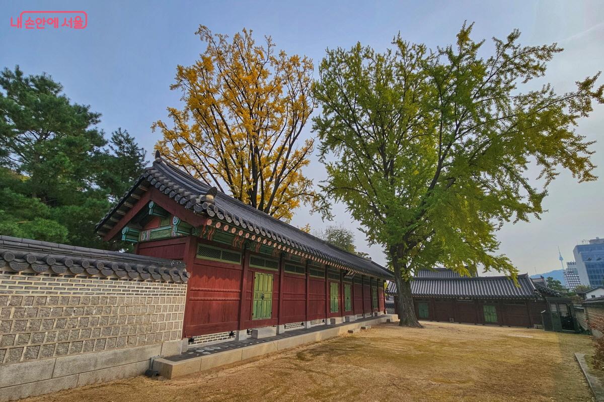 책고 앞 마당에는 아직 푸른 은행나무가 있었다. ©이선미