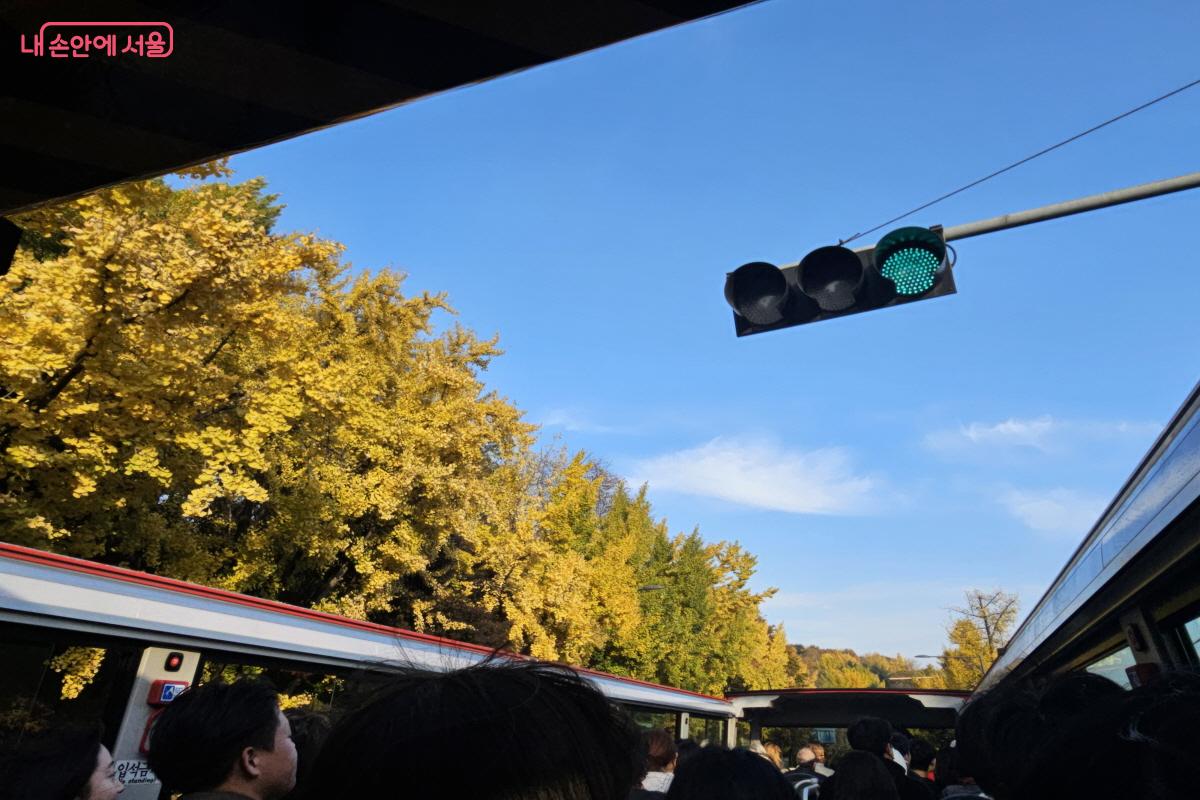 가로수 단풍나무의 향연에 감탄이 나왔다. &copy;염지연