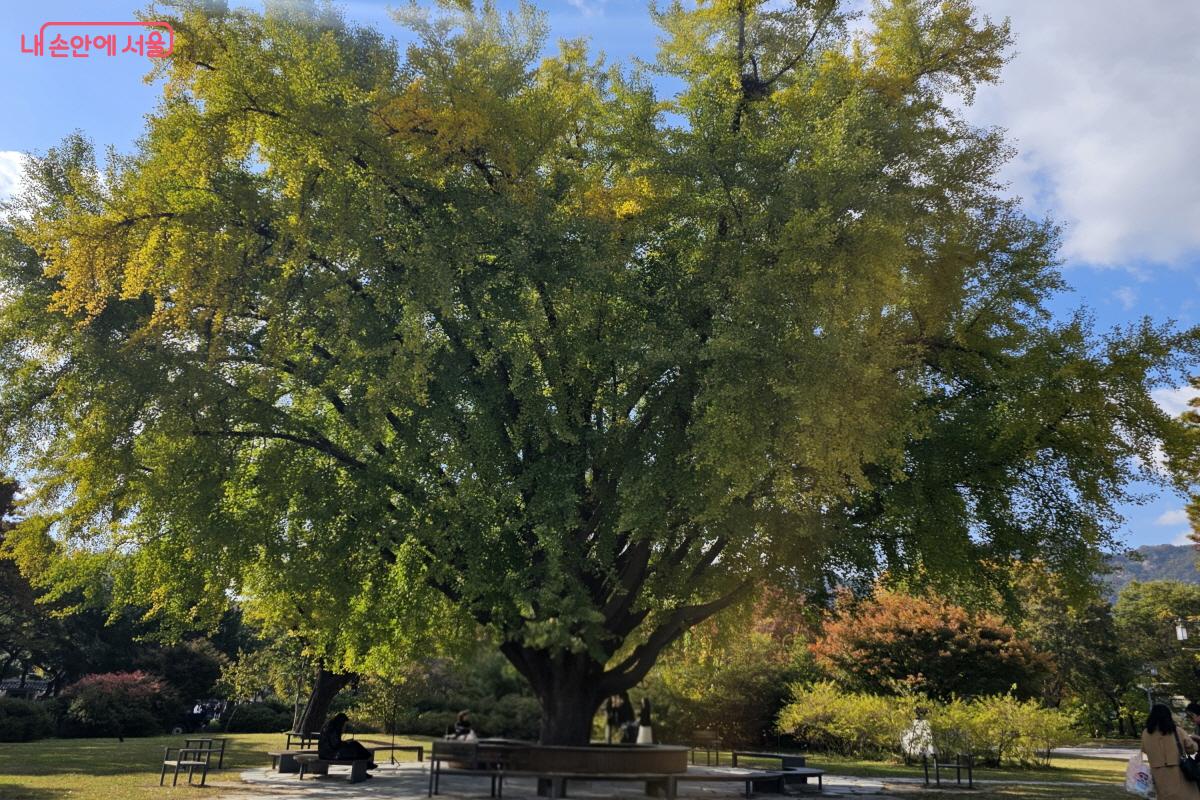 2주 전만 해도 초록빛이 가득했던 은행나무 ©염지연