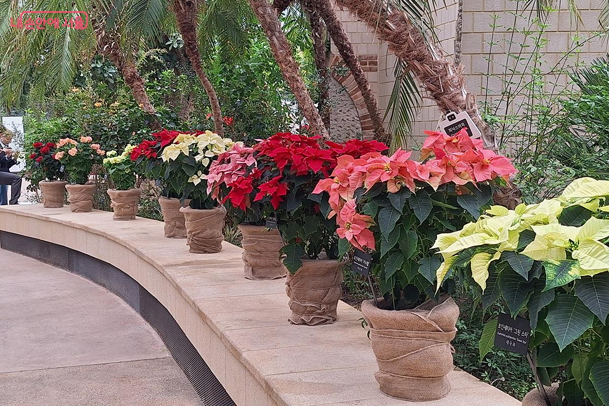 붉게 피어난 꽃, ‘포인세티아(학명: Euphorbia pulcherrima)’, 흔히 ‘크리스마스 꽃’으로도 불린다. ©정향선