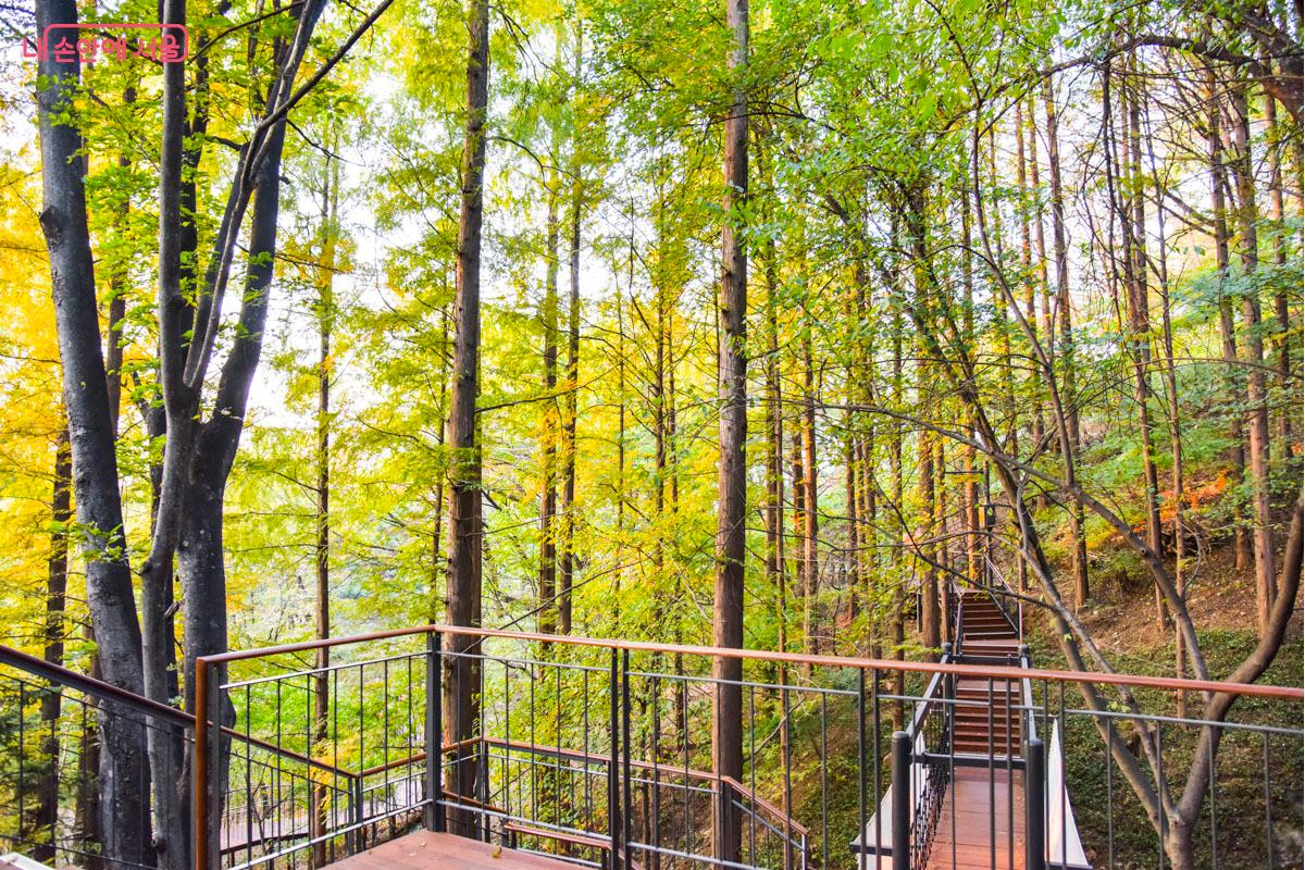 남산 하늘숲길의 삼나무 숲 지점 &copy;최기곤