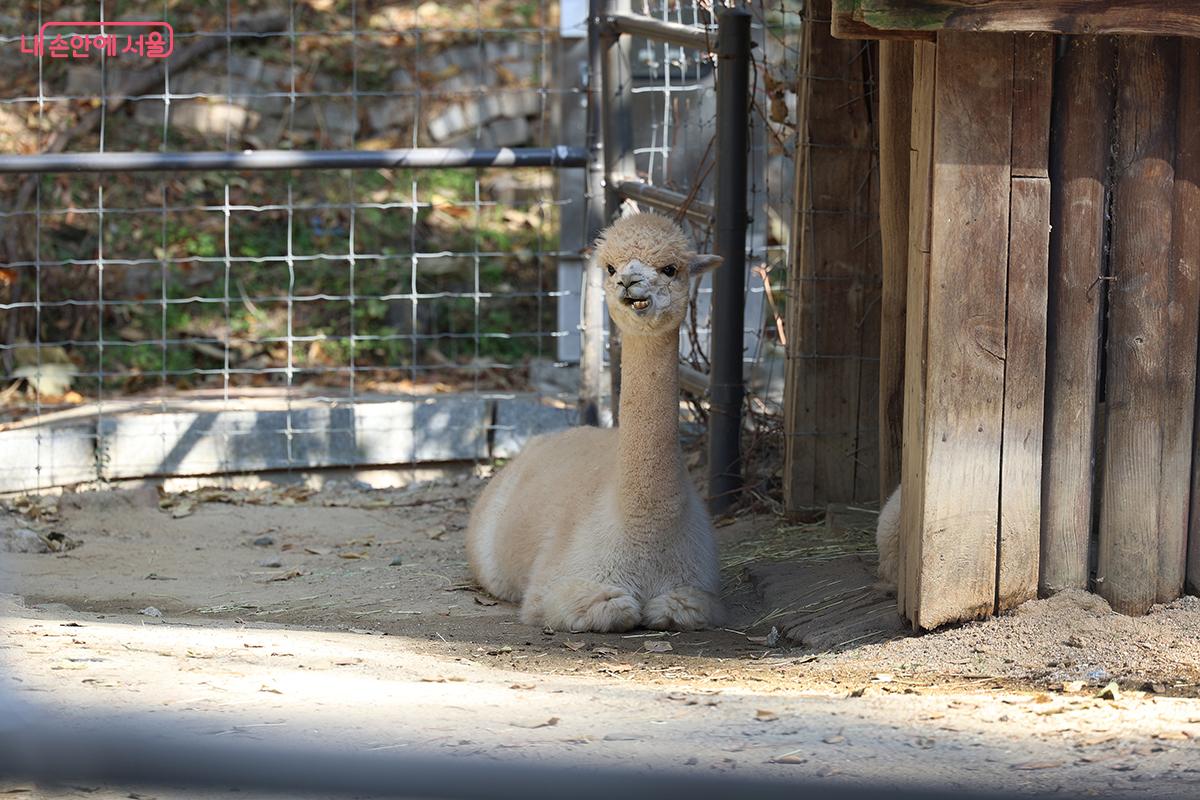 따사로운 햇살을 피해 그늘에서 휴식을 취하는 알파카 모습 ©김주연