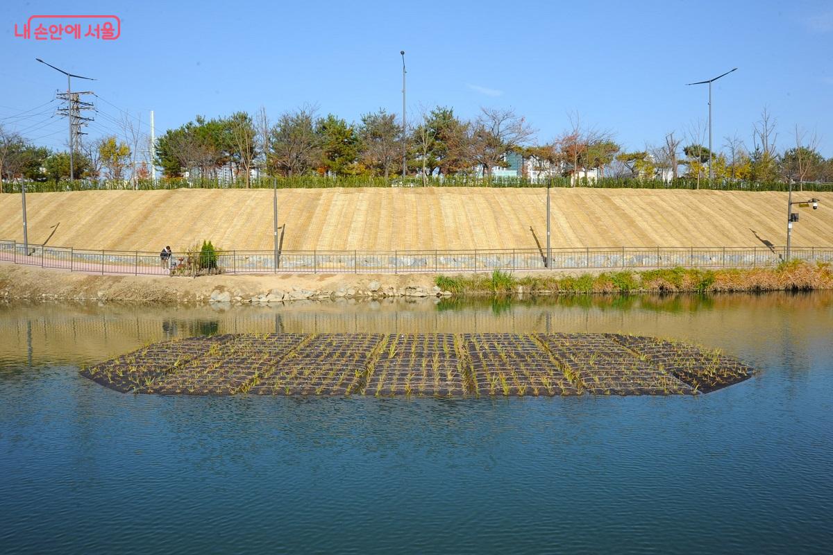유수지에는 인공섬을 만들고 수생식물을 심었다. ⓒ조수봉