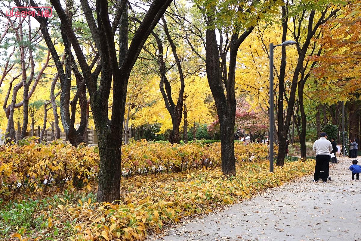 노오랗게 물든 공원 산책로의 그림 같은 풍경 ©이봉덕