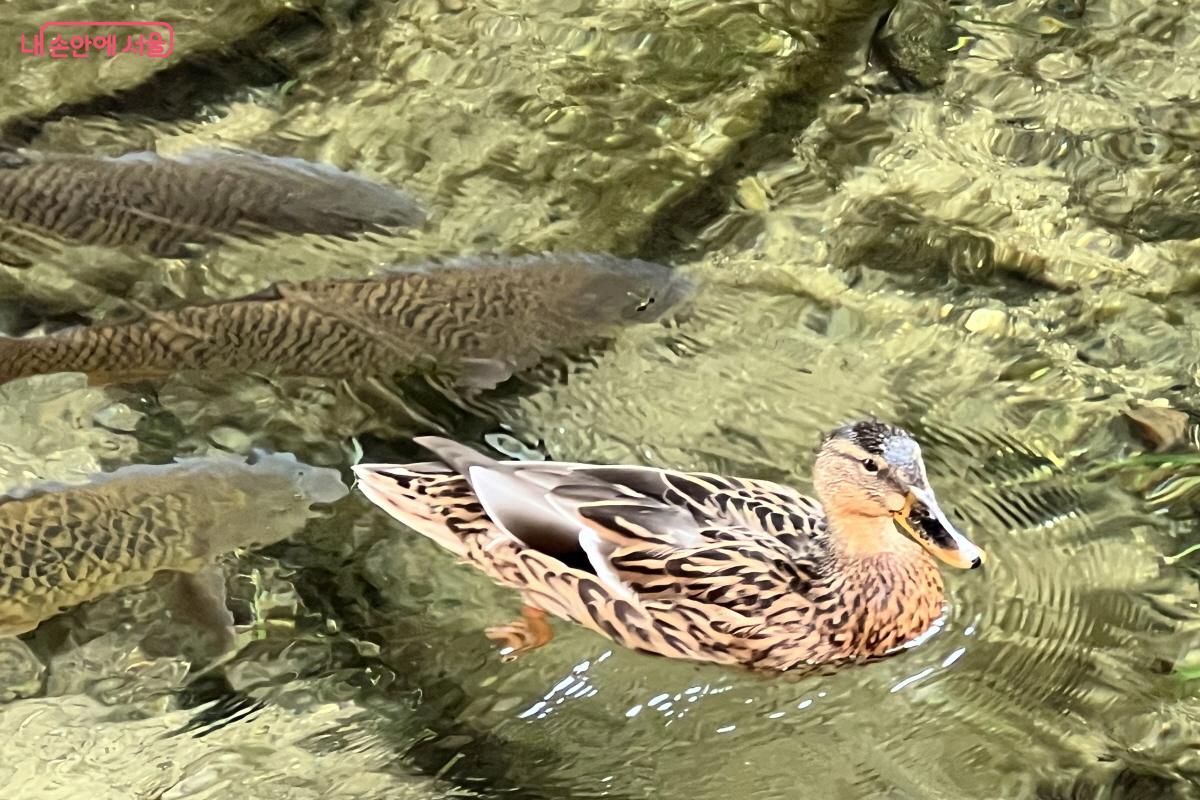 맑은 물을 통해 수생 동식물도 확인할 수 있다. &copy;박지영 