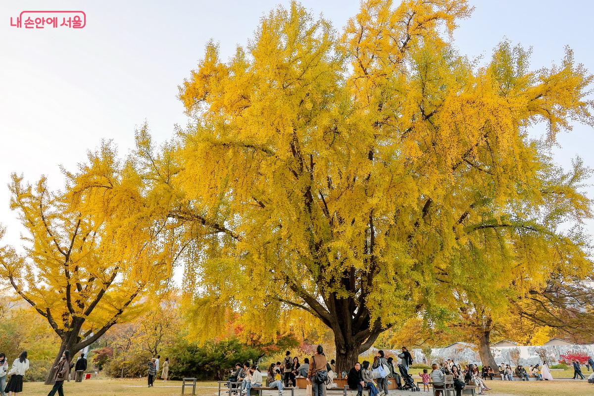 경복궁 바깥 큰 은행나무 두 그루에 많은 사람들이 가을을 만끽하고 있다. ©박성환