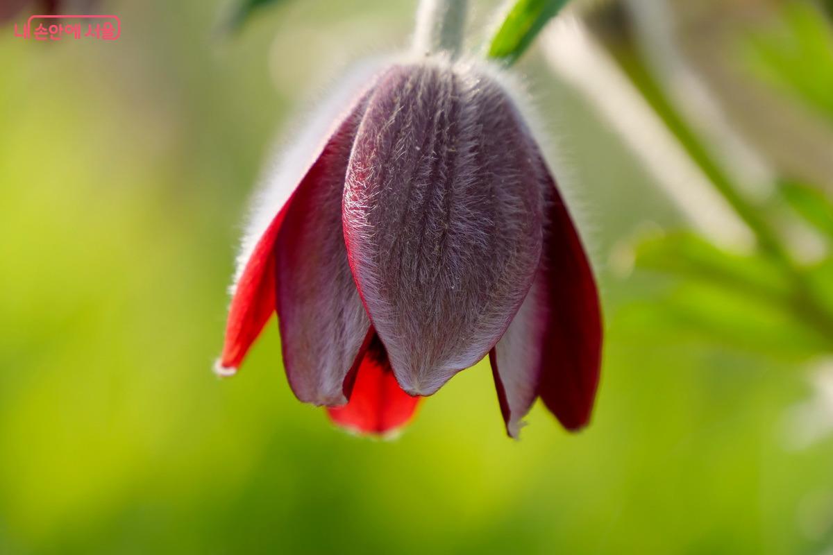 궁궐 여인들에게 위안이 되었을 꽃 ©박성환 