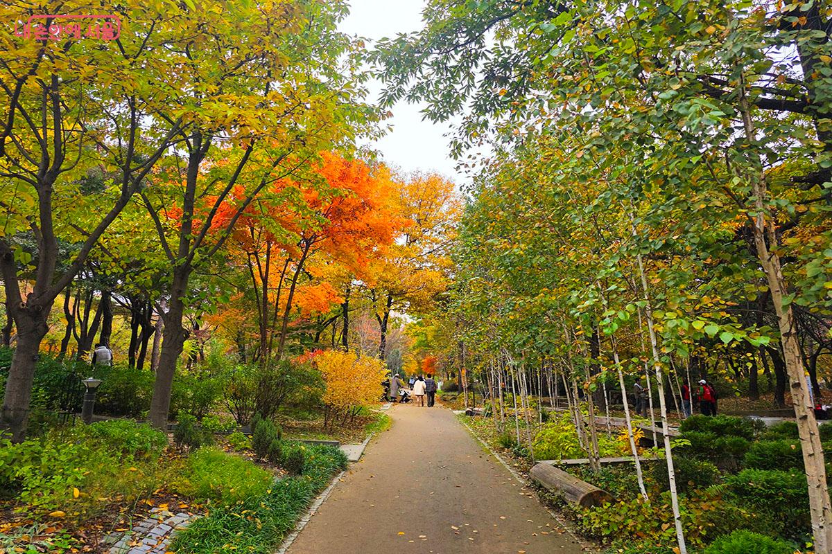 자작나무와 단풍이 어우러진 아름다운 겨울정원 ©이정민
