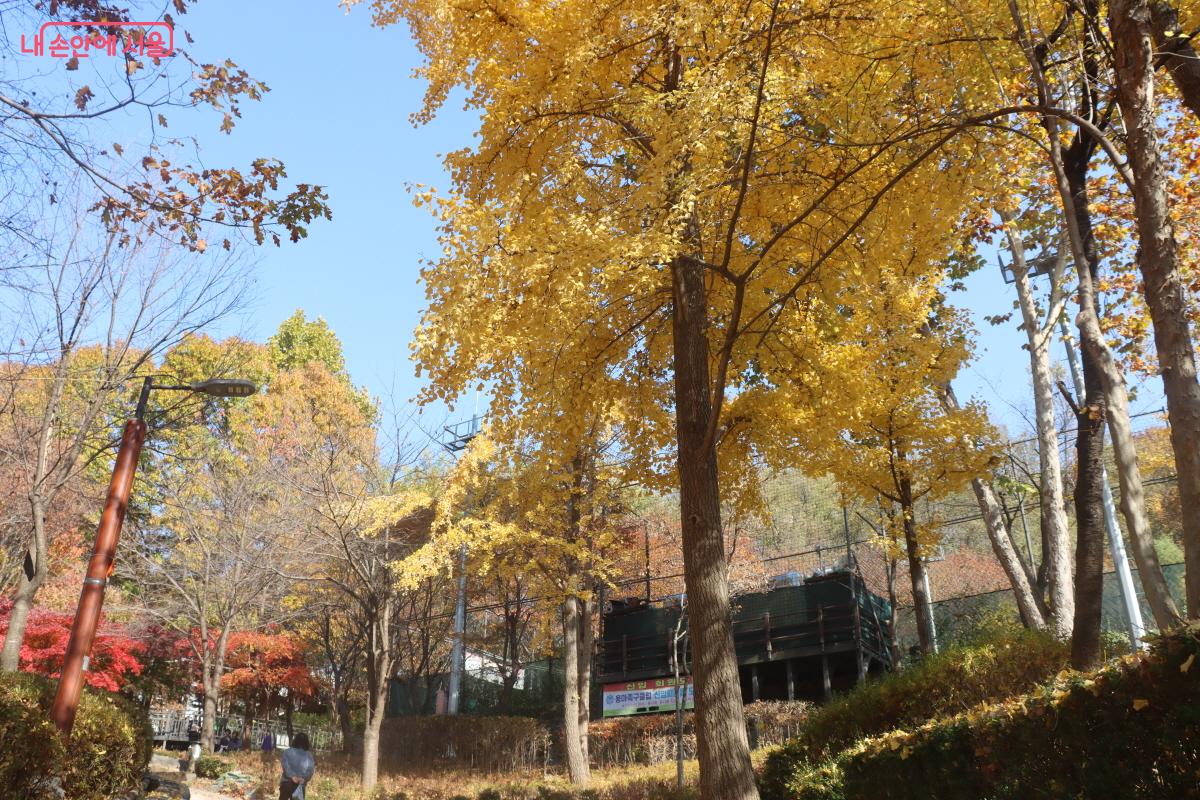가을빛을 머금은 은행나무가 노랗게 물들었다. ©조송연