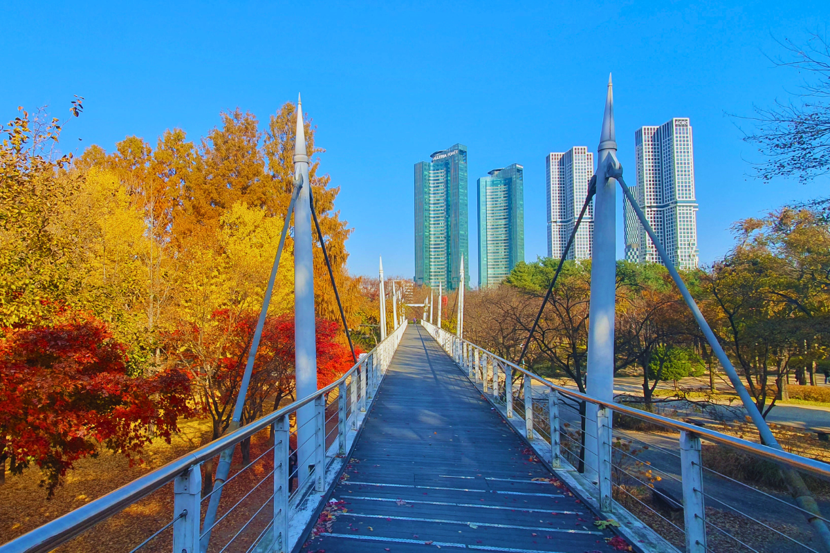 이번 주말이 엔딩! 더 늦기 전 서울숲 '황금 카펫 길' 걸어요