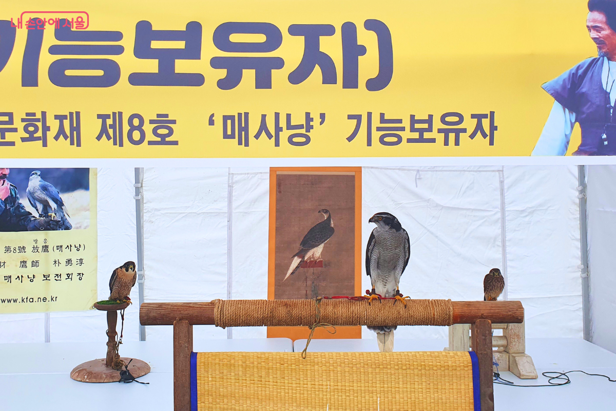 (왼쪽부터) 송골매, 참매, 황조롱이가 시연을 준비하고 있다. ©양정화