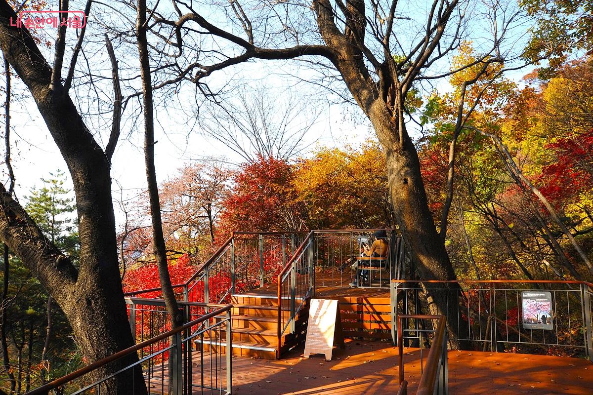 아름드리 벚나무 아래 조성된 ‘벚나무전망대’ ©조수봉