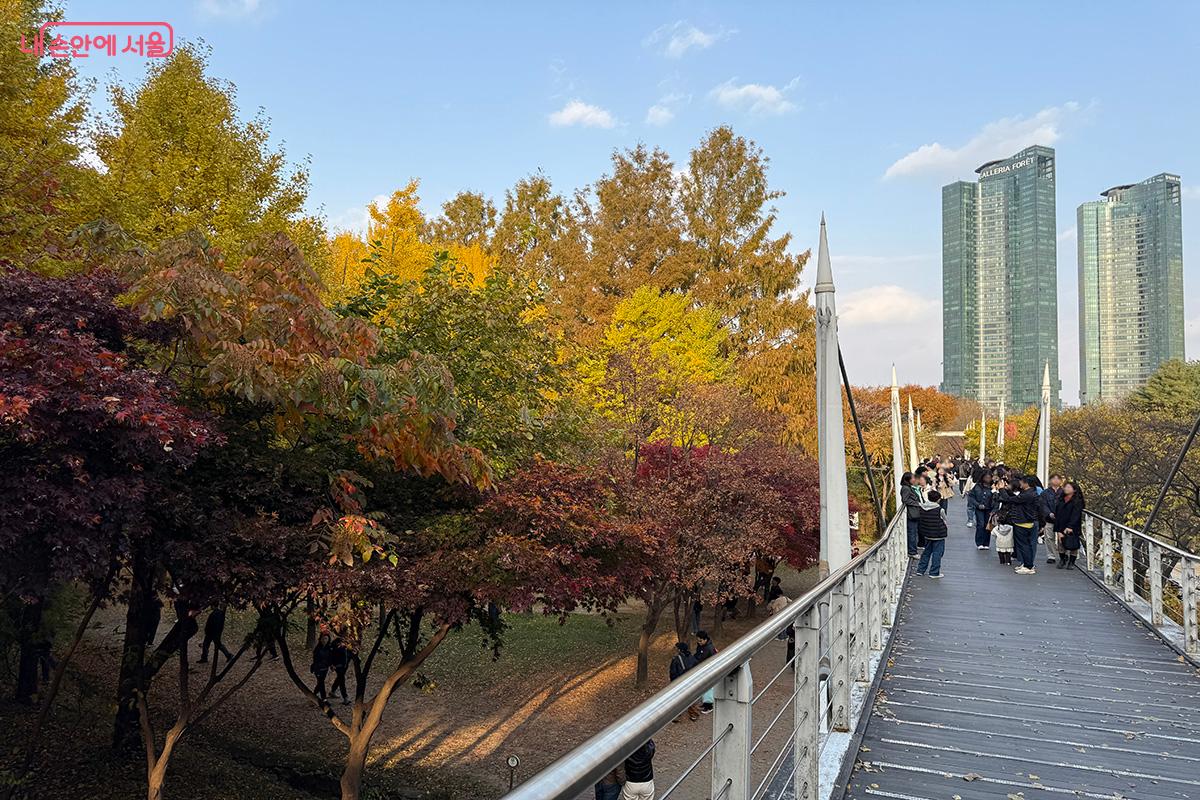 단풍이 한창인 서울숲에서 추억을 남기는 시민들 ©김미정