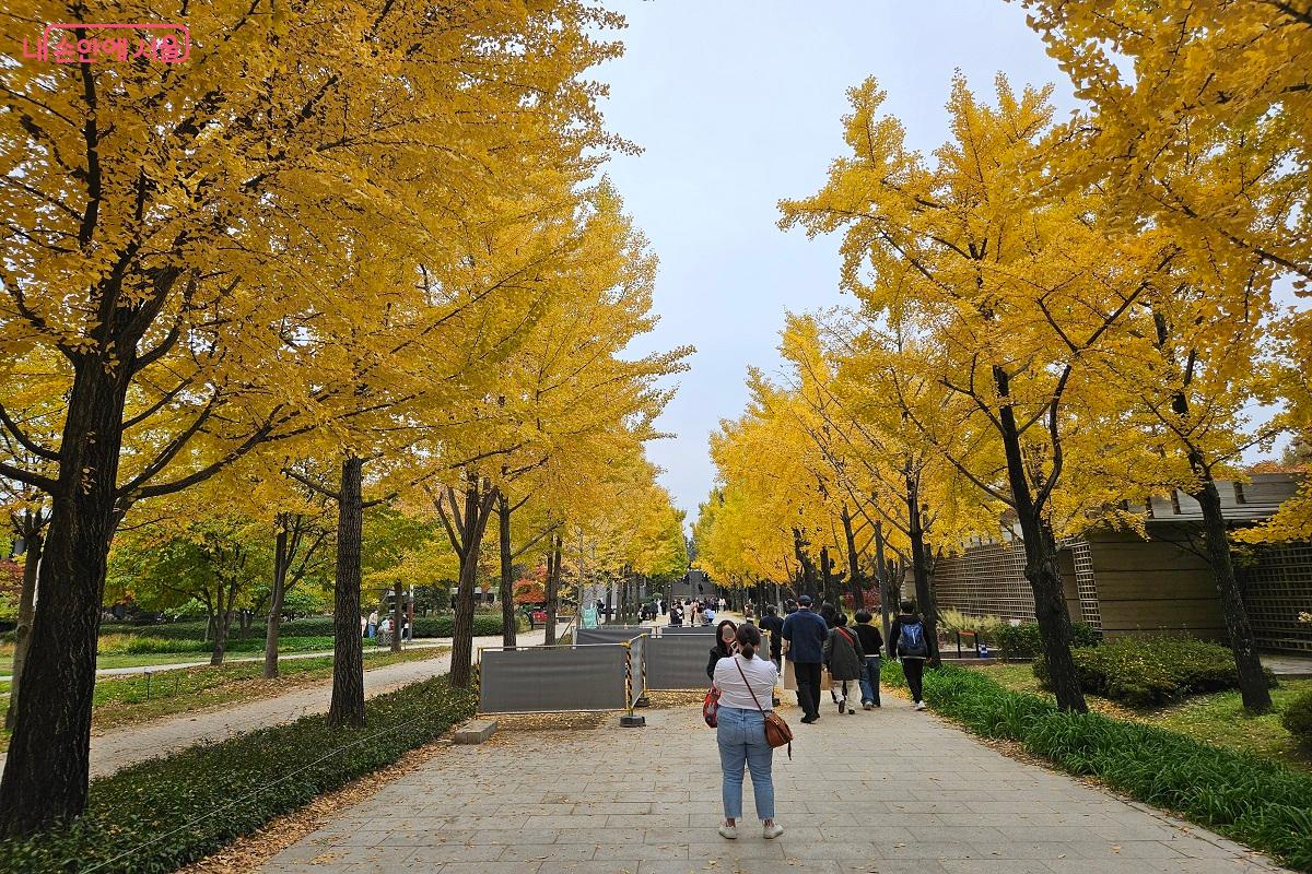 은행나무길 아래에서 여러 시민들이 사진을 촬영 중이다. &copy;김진호