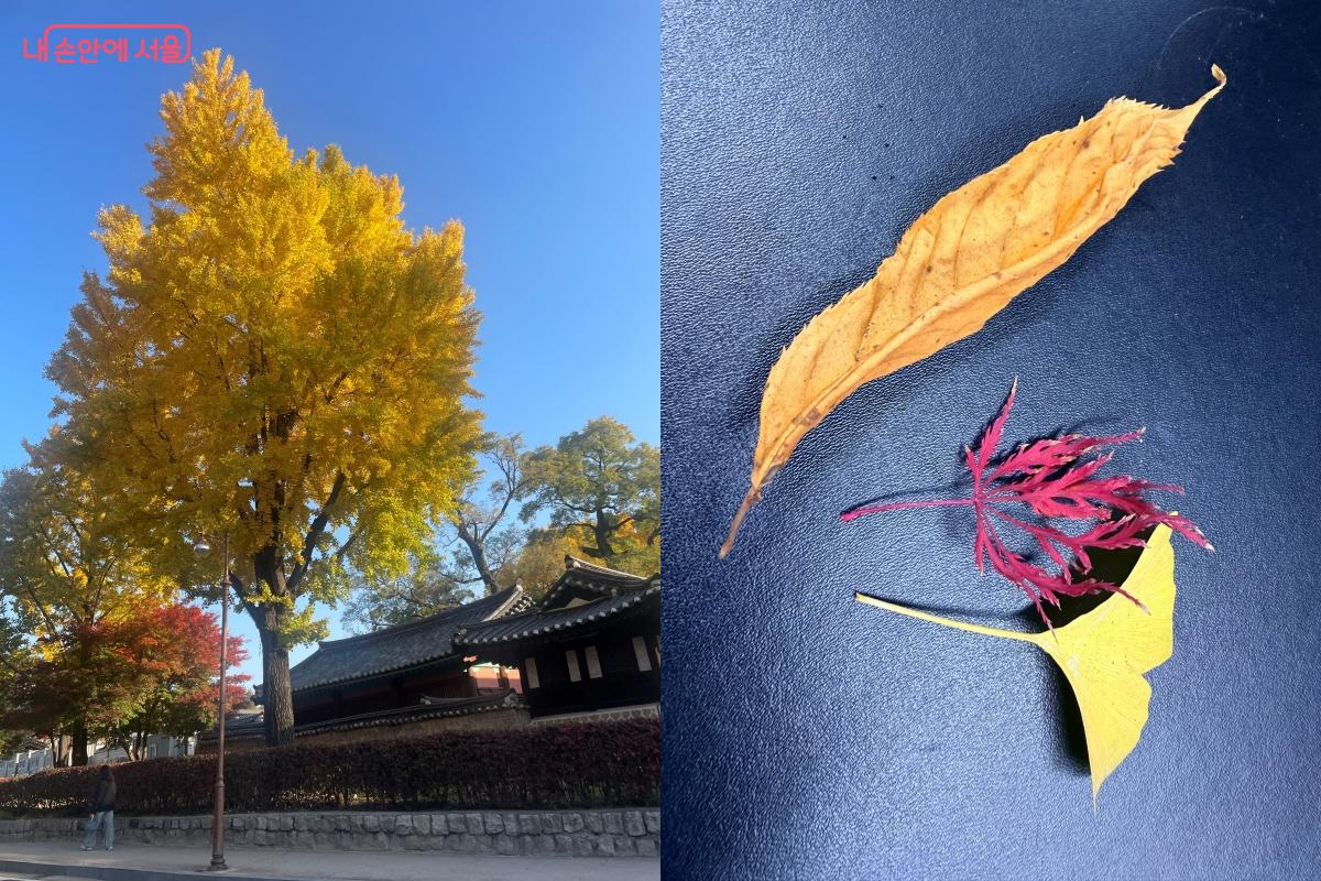 요즘 계절에 잘 어울리는 단풍잎 모으기 챌린지, 단풍길 방문 챌린지