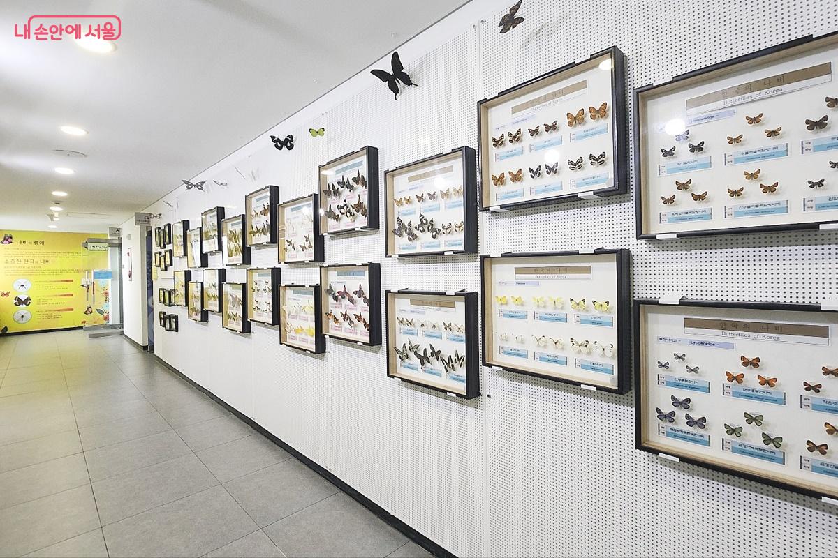 다양한 종류의 나비를 관찰할 수 있는 나비정원
