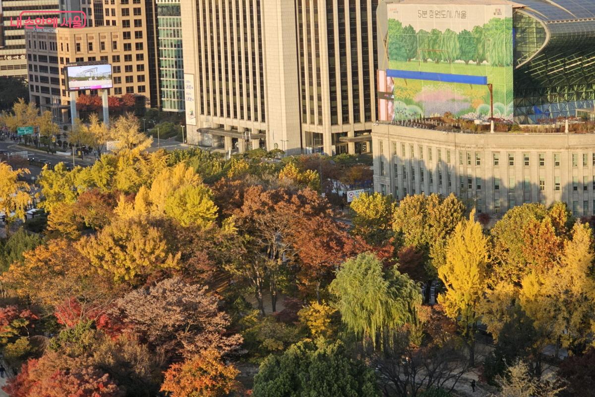 13층에서 내려다보는 덕수궁 풍경은 전혀 다른 느낌이었다. ©염지연