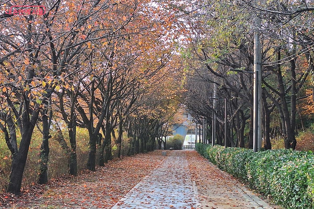 보행 편의도 확보하며 화려한 벚꽃 시즌을 기대하게 만드는 벚꽃길 ©이혜숙