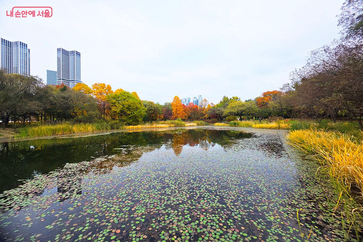 단풍으로 물든 서울숲 연못 ©이정민