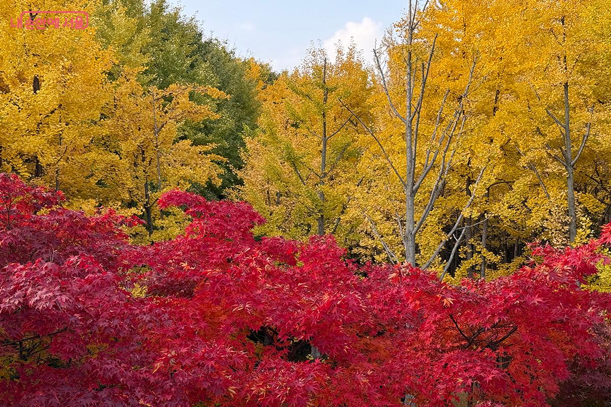 수많은 시민들의 포토존이 되어 준 서울숲 가을단풍길 풍경 ©김미정