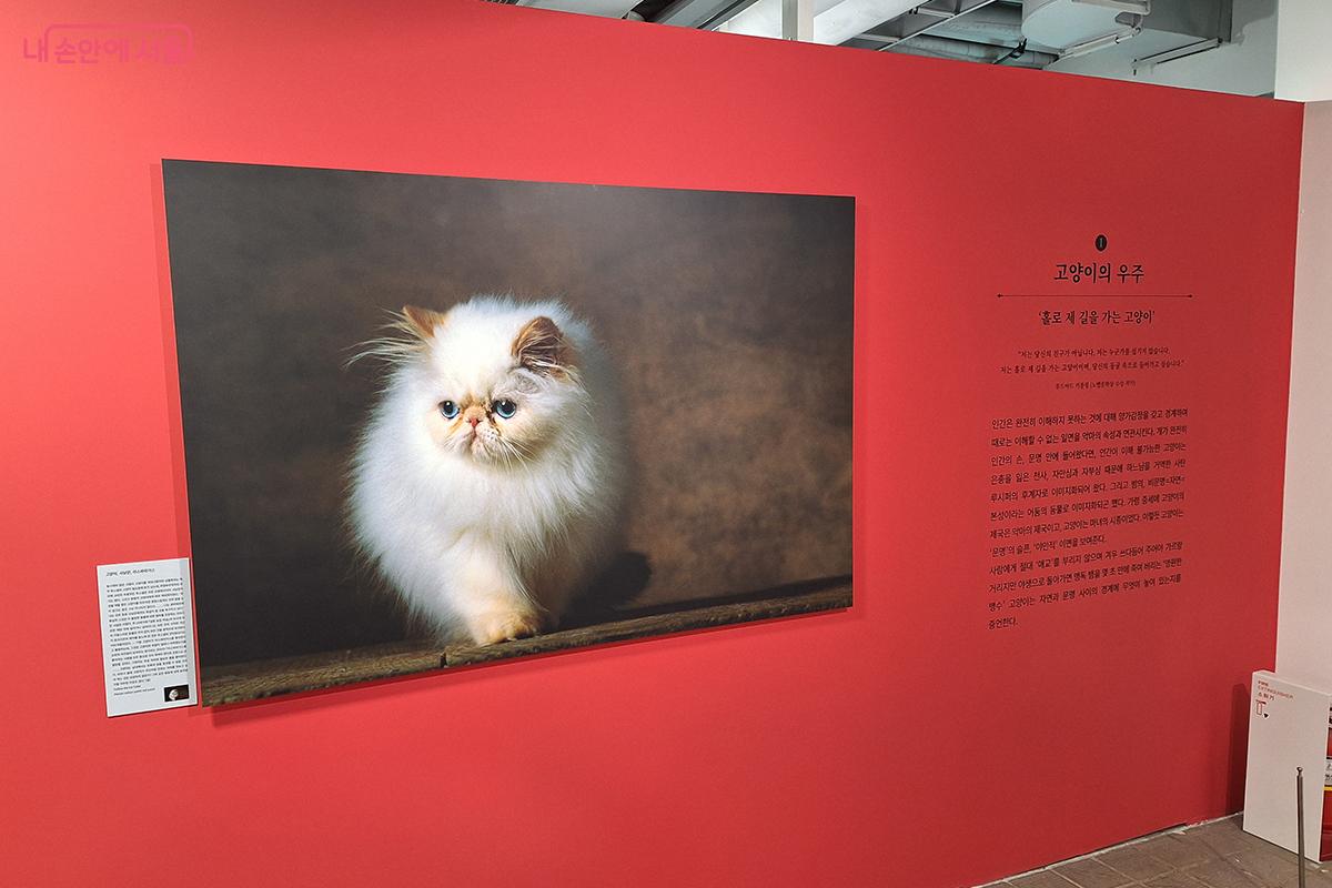 홀로 걷는 고양이는 독립적 자유의 상징, 고요한 자신감과 우아함이 어우러진 존재이다. ©이혜숙