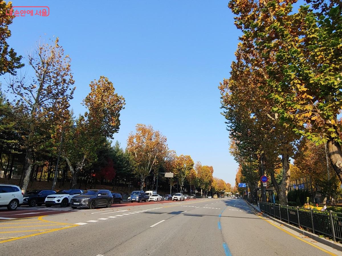 화랑로 태릉입구~삼육대학교까지 양버즘나무길은 올해 서울단풍길 110선 중 하나다.  ©김병규