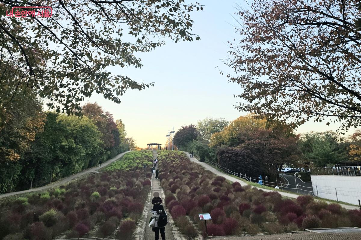 ‘들꽃마루’ 쪽으로 가면 지금은 댑싸리와 황화코스모스 밭이 펼쳐져 있다. ©염지연